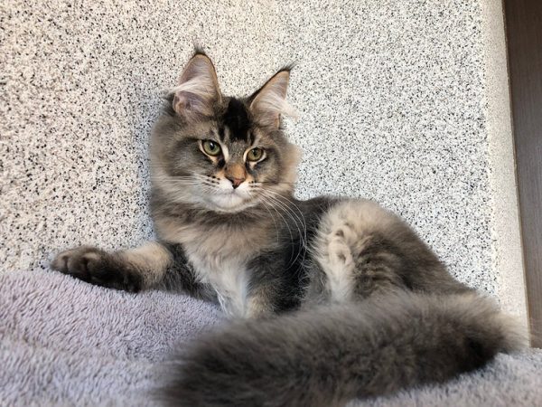 Maine Coon kitten - Sonny