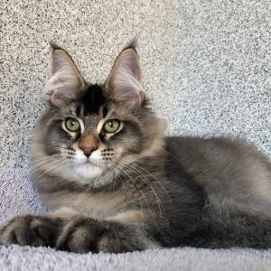 Maine Coon kitten - Sonny