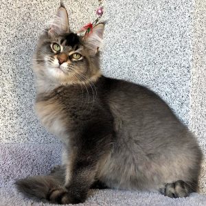 Maine Coon kitten - Sonny