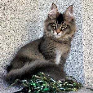 Maine Coon kitten - Sonny