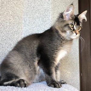 Maine Coon kitten - Sonny