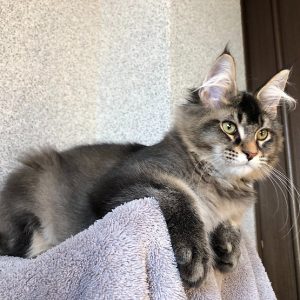 Maine Coon kitten - Sonny