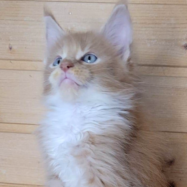 Maine Coon kitten - Teddy