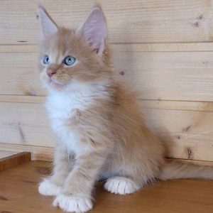 Maine Coon kitten - Teddy