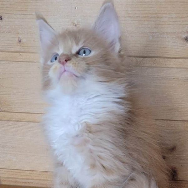 Maine Coon kitten Teddy 4