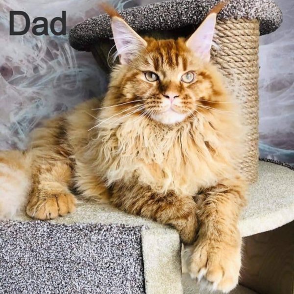 Maine Coon kitten Teddy 6