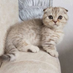 Munchkin Kitten - Astro