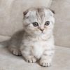 Munchkin Kitten - Astro