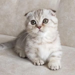 Munchkin Kitten Astro 4