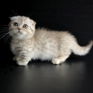 Munchkin Kitten Astro 6