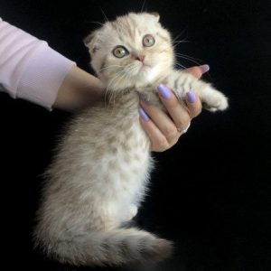 Munchkin Kitten Astro 7