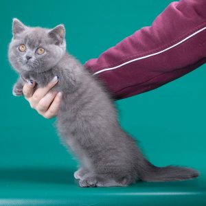 Munchkin Kitten - Bubba