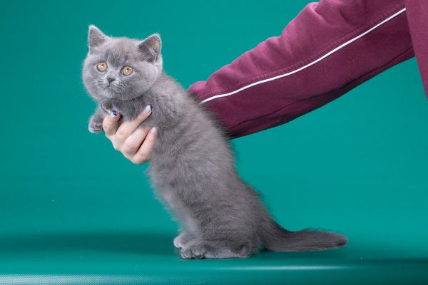 Munchkin Kitten - Bubba