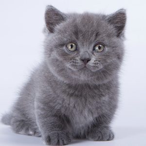 Munchkin Kitten Bubba 2