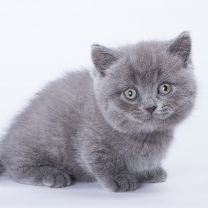 Munchkin Kitten Bubba 3