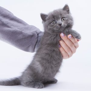 Munchkin Kitten Bubba 4