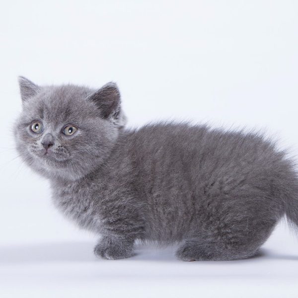 Munchkin Kitten Bubba 6