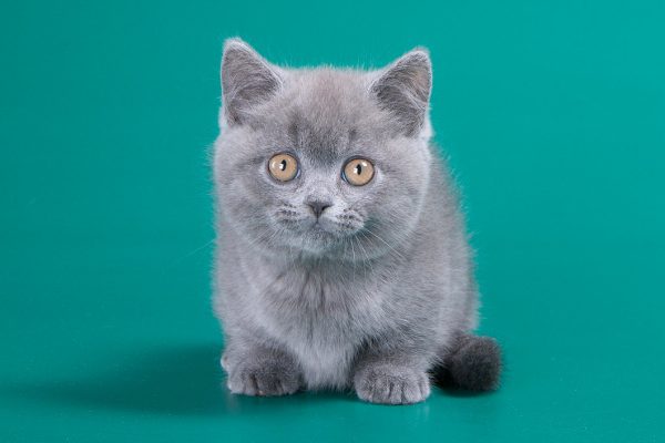 Munchkin Kitten - Bubba