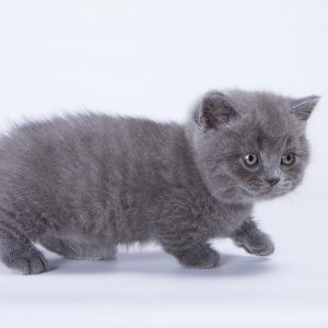 Munchkin Kitten Bubba 7