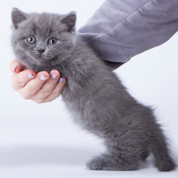 Munchkin Kitten Bubba 8