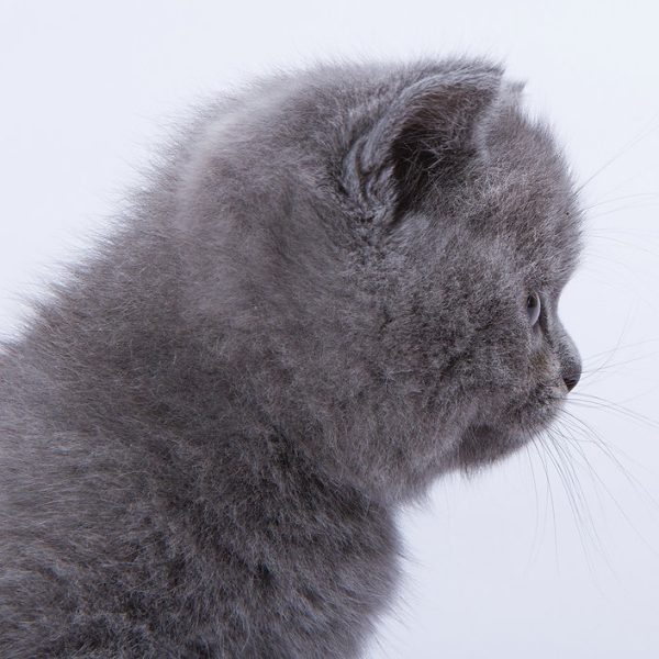 Munchkin Kitten Bubba 9