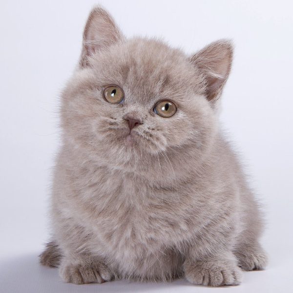 Munchkin Kitten - Chewy