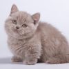 Munchkin Kitten - Chewy