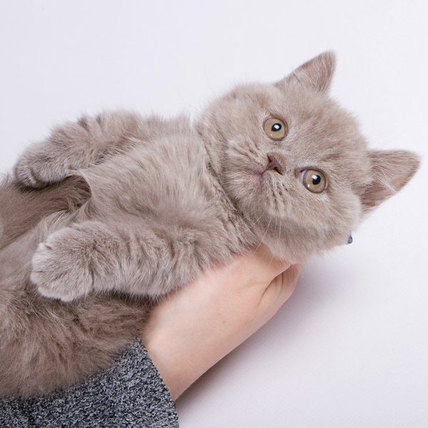 Munchkin Kitten - Chewy