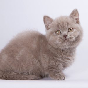 Munchkin Kitten Chewy 3