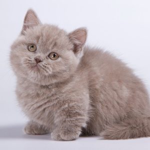 Munchkin Kitten - Chewy