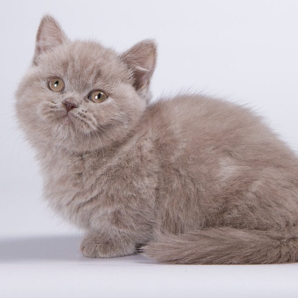 Munchkin Kitten Chewy 4