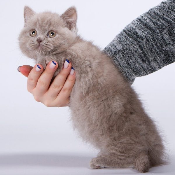 Munchkin Kitten Chewy 5 1