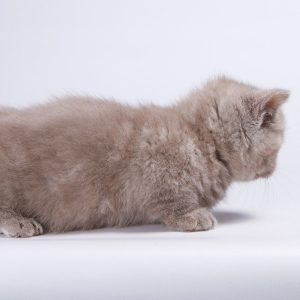 Munchkin Kitten Chewy 7