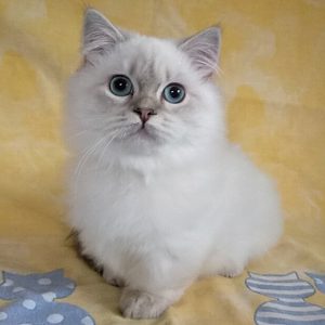 Munchkin Kitten Cheyanne 2