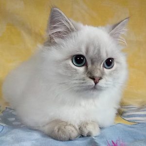 Munchkin Kitten Cheyanne 4