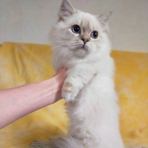 Munchkin Kitten Cheyanne 5