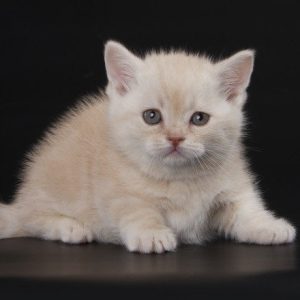 Munchkin Kitten - DJ