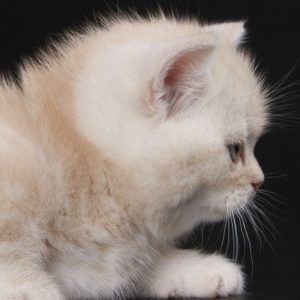 Munchkin Kitten DJ 11