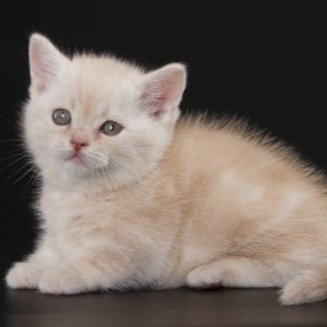 Munchkin Kitten DJ 2