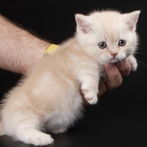 Munchkin Kitten DJ 4