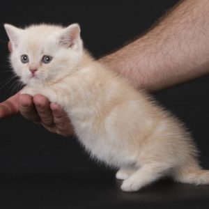 Munchkin Kitten DJ 5