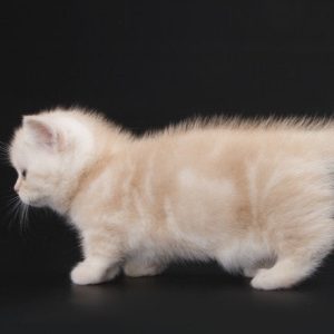 Munchkin Kitten DJ 6