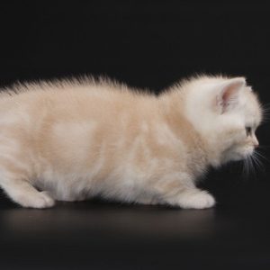 Munchkin Kitten DJ 7