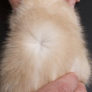 Munchkin Kitten DJ 9