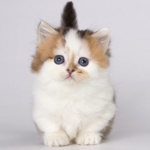 Munchkin Kitten - Fudge