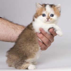 Munchkin Kitten Fudge 2