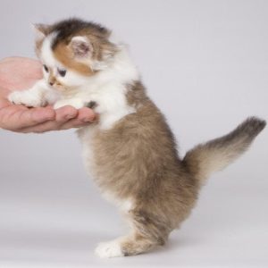 Munchkin Kitten Fudge 3