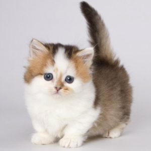 Munchkin Kitten - Fudge