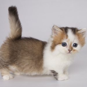 Munchkin Kitten Fudge 4