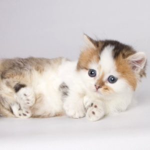 Munchkin Kitten Fudge 5